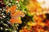 Jesień, kolorowe liście